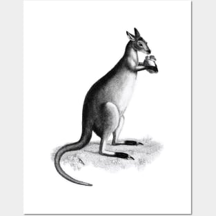 Kangaroo lowland king Posters and Art